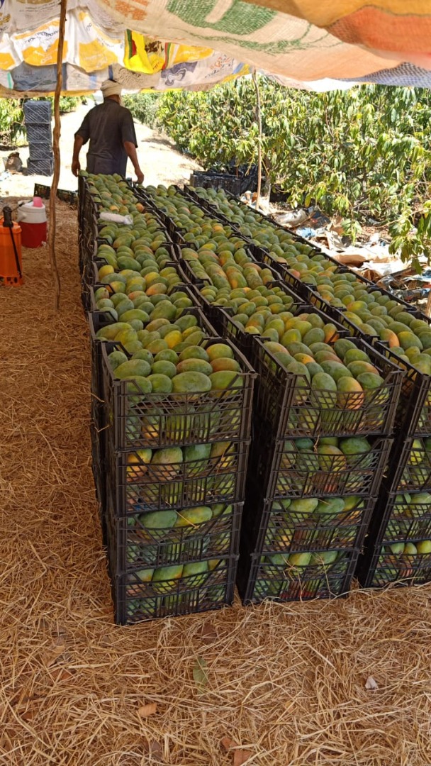 Hello, my name is Nabil, I offer tons of mangoes from Egypt, incredibly sweet, available at wholesale price for interested parties, I would be very happy to