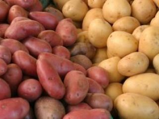 I sell edible potatoes of the following varieties: Belarosa,