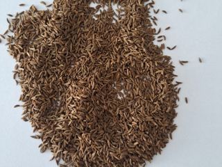 I will sell this year's cumin, truck quantities, in