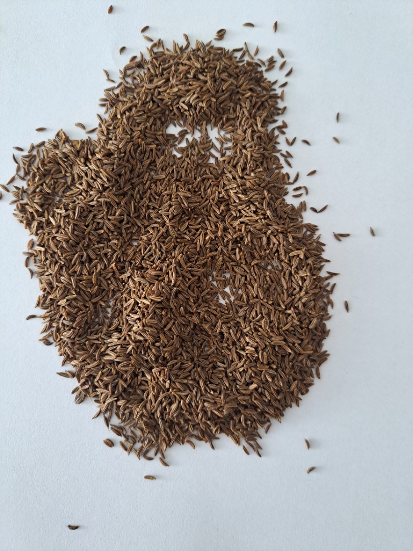 I will sell this year's cumin, truck quantities, in big bags, collection in Lithuania