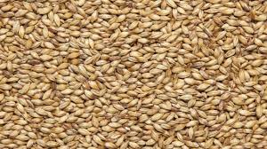 The Ukrainian company sells malting barley in the amount of 900 tons