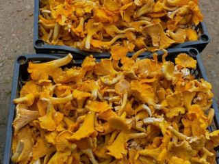 We sell chanterelle, big quantities. Price can be lower