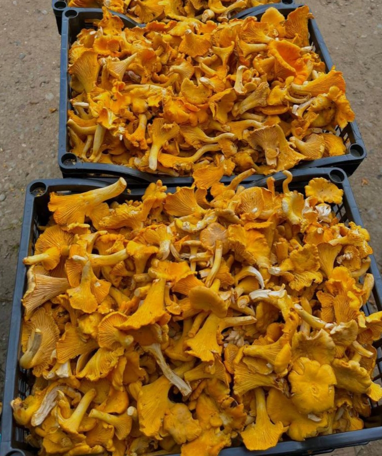 We sell chanterelle, big quantities