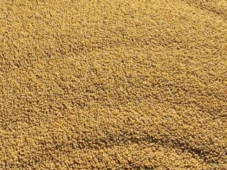 I am selling white mustard seeds, sown with certified
