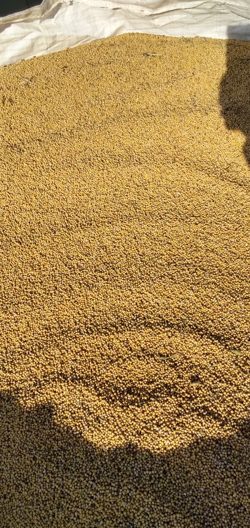 I am selling white mustard seeds, sown with certified material of the Palma variety, the seeds are cleaned, without weeds