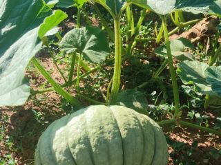 Hello, we have a good harvest of sweet round