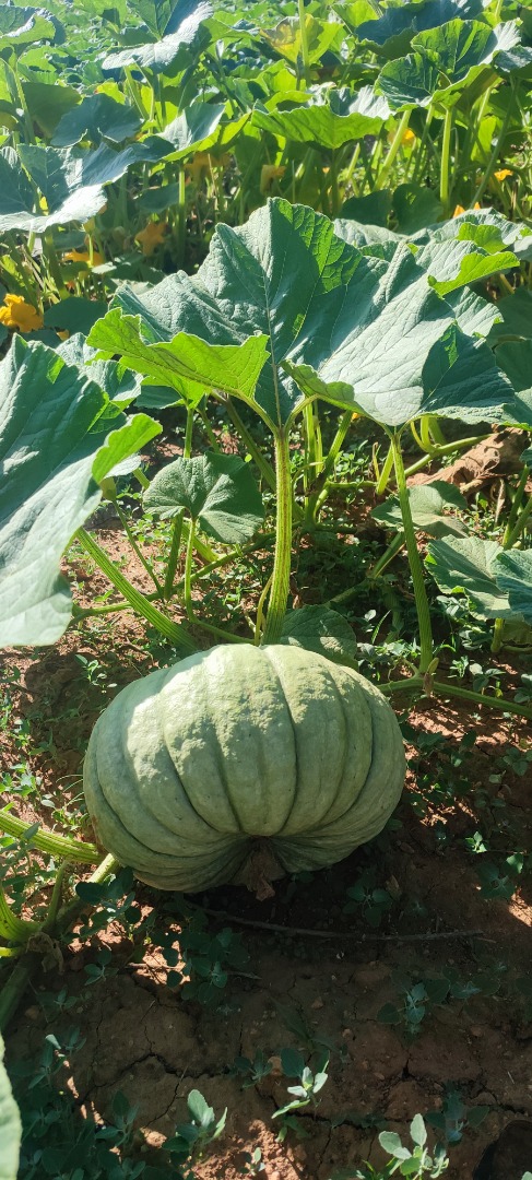 Hello, we have a good harvest of sweet round pumpkins and peanuts, the product has high quality flavor and variety sizes, we have a phytosanitary certificate