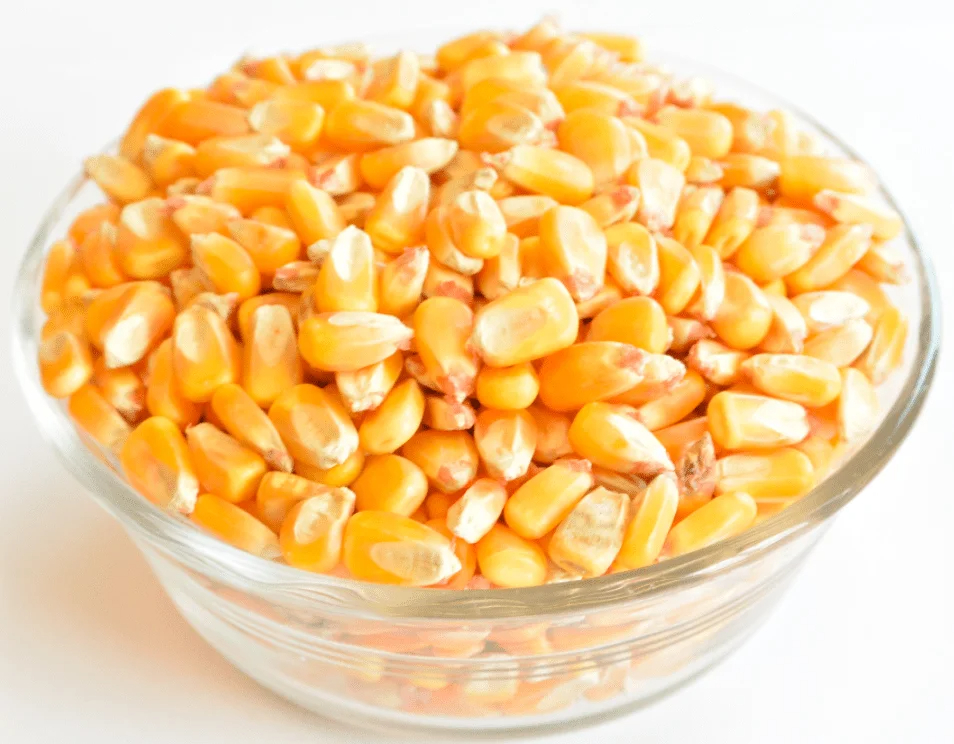 Yellow Corn that is used for preparing variety of food items like corn oil, baby corns, popcorns and others