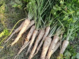 I am selling nice, freshly dug parsley, arat variety,