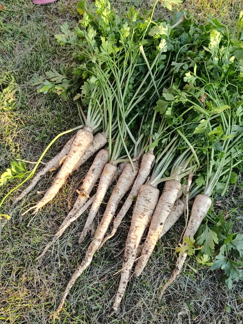 I am selling nice, freshly dug parsley, arat variety, to order