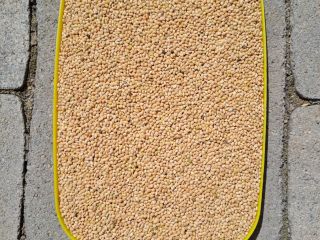Yellow millet 2024 clean-selected 25 tons 0.4€/kg Serbia, Zrenjanin