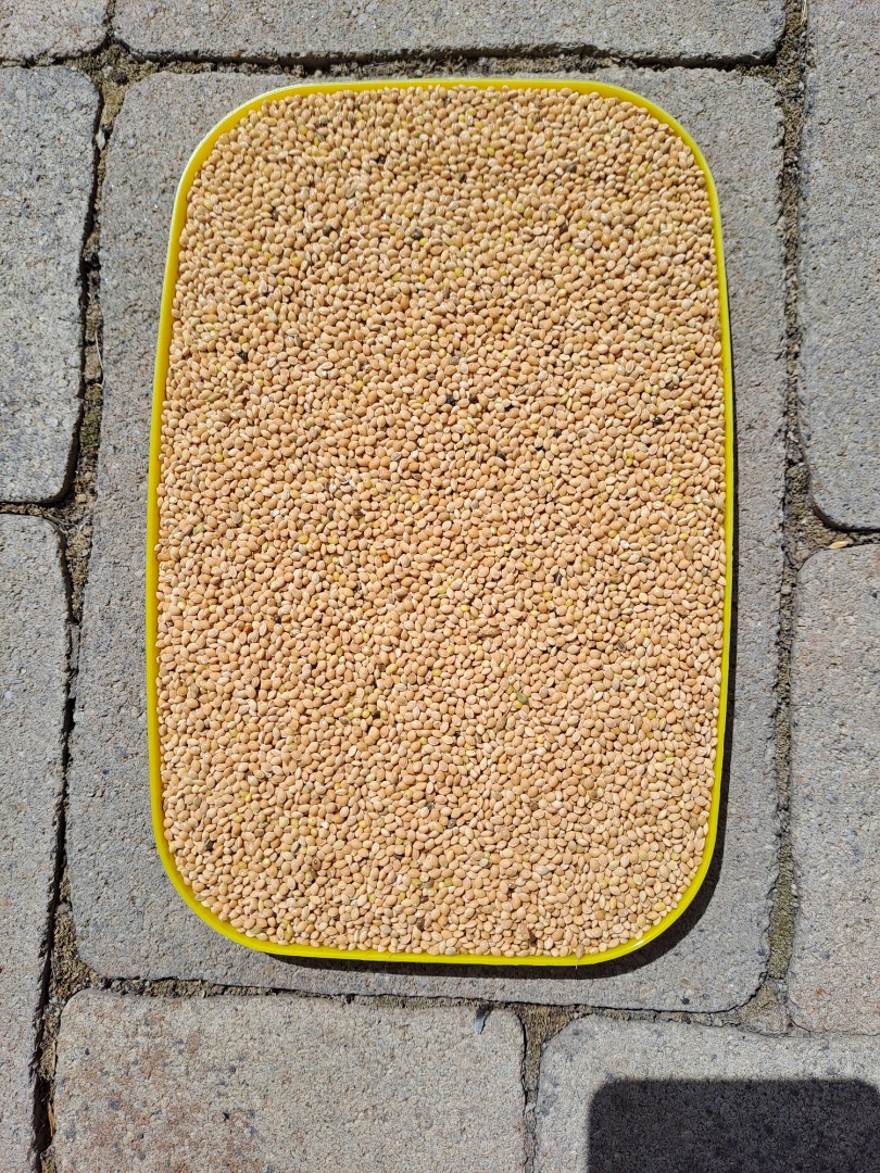 Yellow millet 2024 clean-selected 25 tons 0.4€/kg Serbia, Zrenjanin
