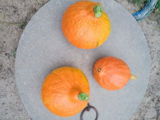 Hokaido pumpkins for sale. Price 3.50 per kilogram. Please