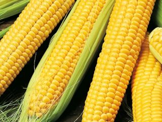I buy sweet corn in large quantities More details