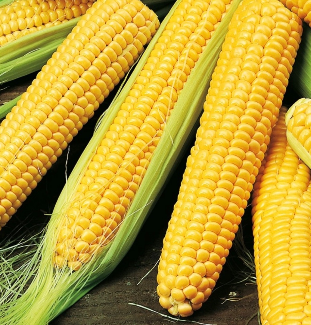 I buy sweet corn in large quantities More details by phone PHONE&