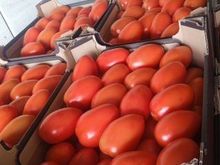 I will sell plum tomatoes under cover. Packed in