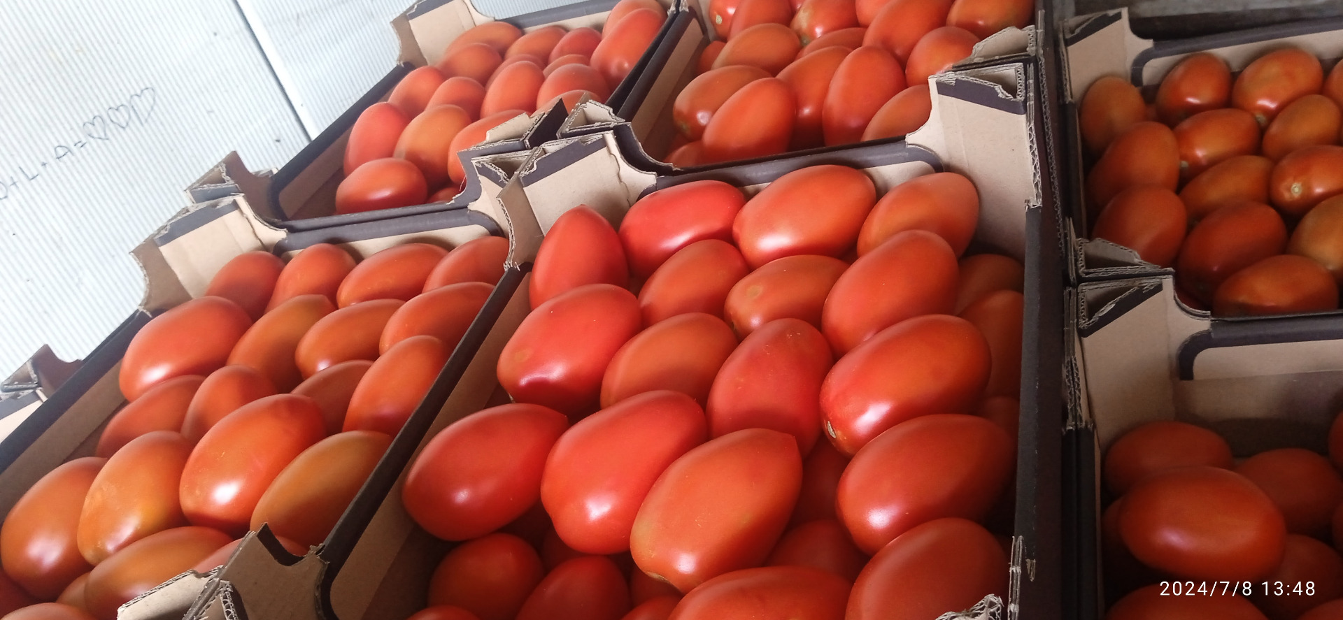I will sell plum tomatoes under cover