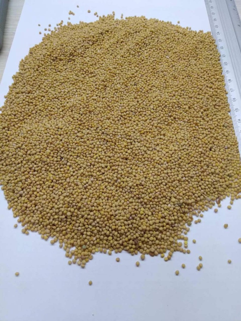 White mustard for sale 1000t.Origin Moldova.We can deliver on DAP terms