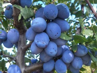 The Voce Ciric Gola Glava agricultural farm has been