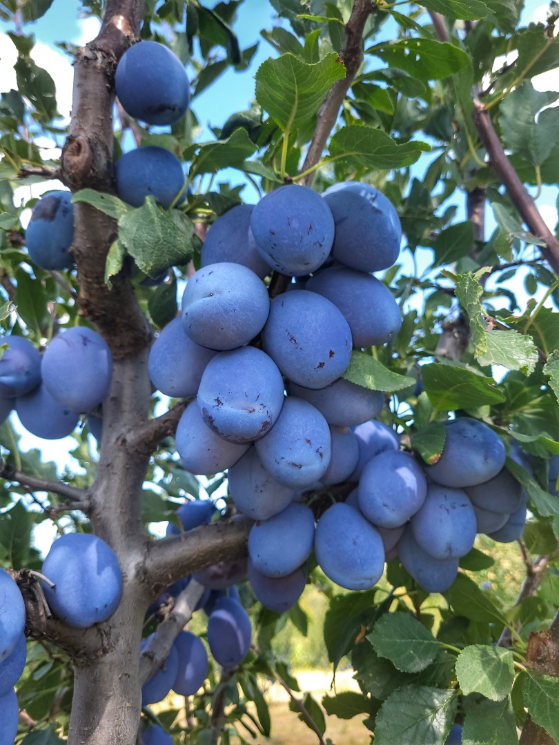 The Voce Ciric Gola Glava agricultural farm has been producing several types of fruit for years, including plumbs