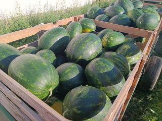 I am selling Polish WATERMELON. Various varieties of it,