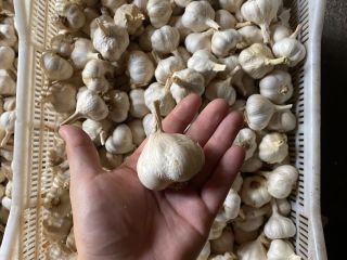 Spring garlic for sale, cut short or in braids.