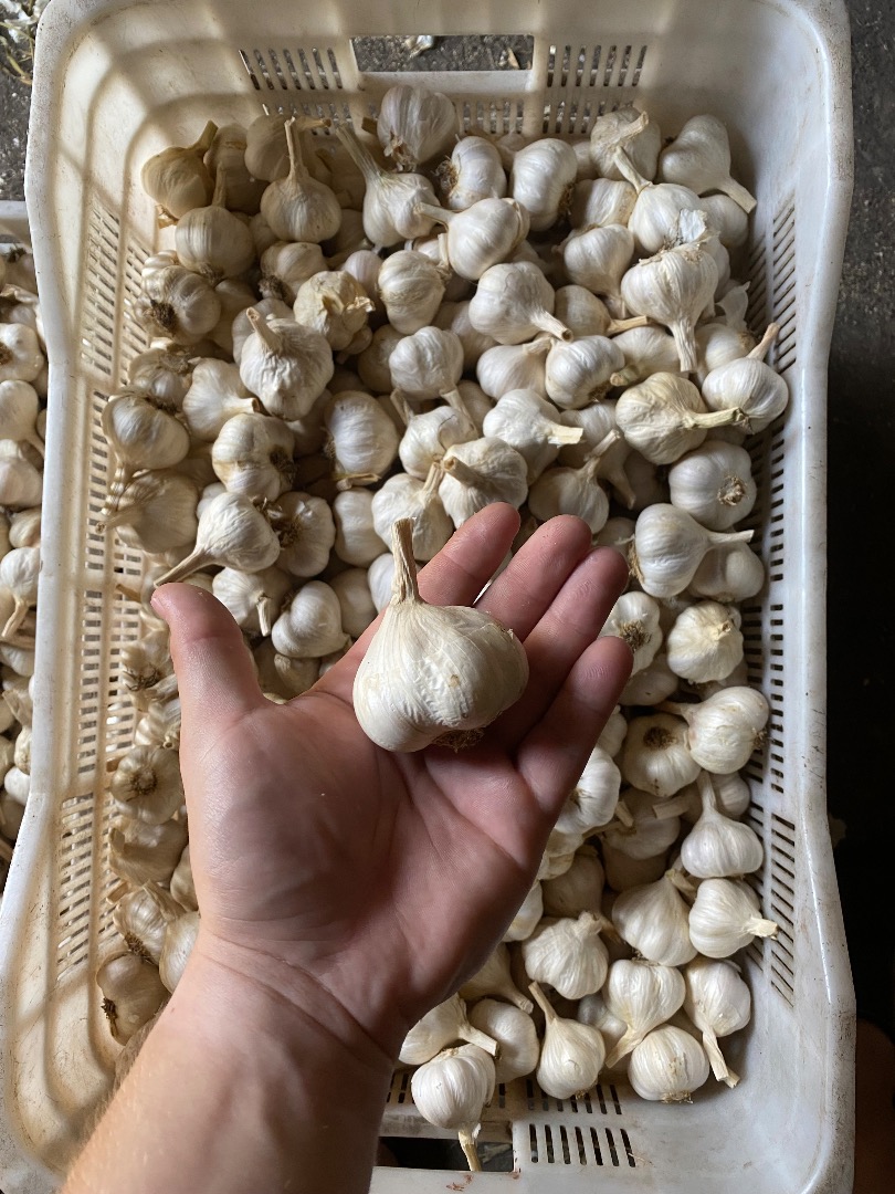 Spring garlic for sale, cut short or in braids