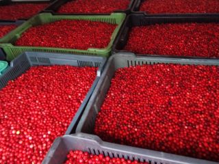 Cranberry season has opened. We offer wholesale large quantities