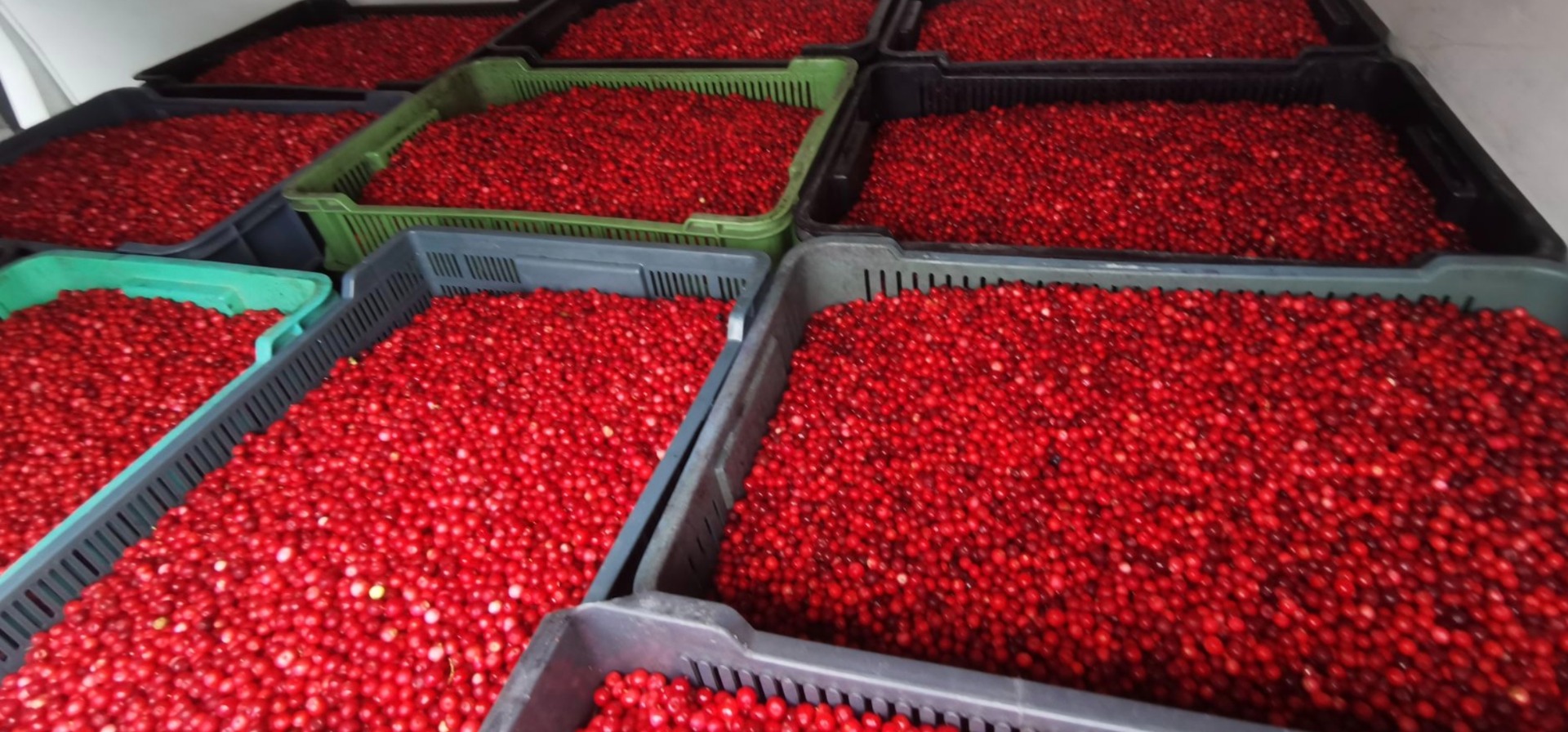 Cranberry season has opened