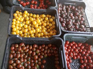 Cherry rajčata v mixu. Nabízené množství je 150kg. Čerstvě