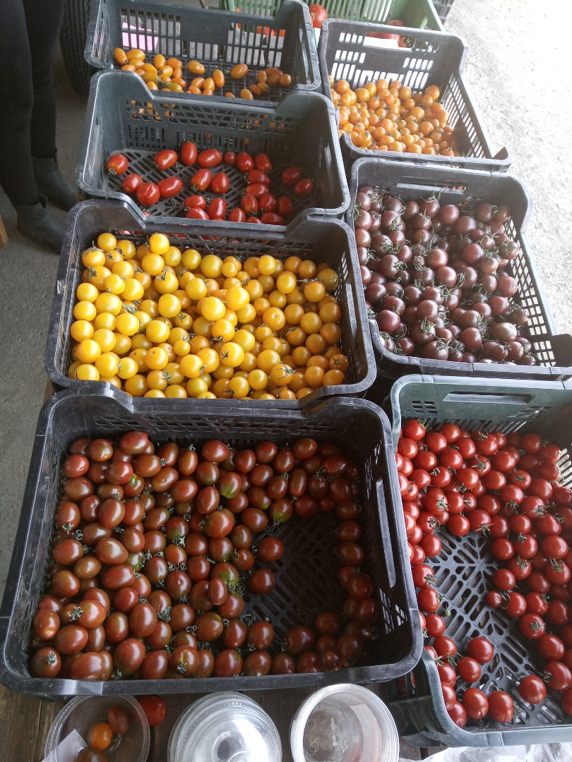 Cherry rajčata v mixu