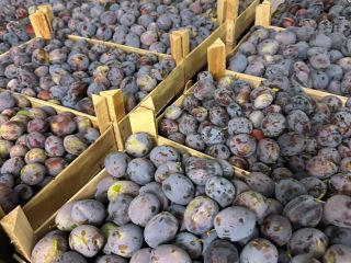 Romanian company sell Plums origin Republic of Moldova with