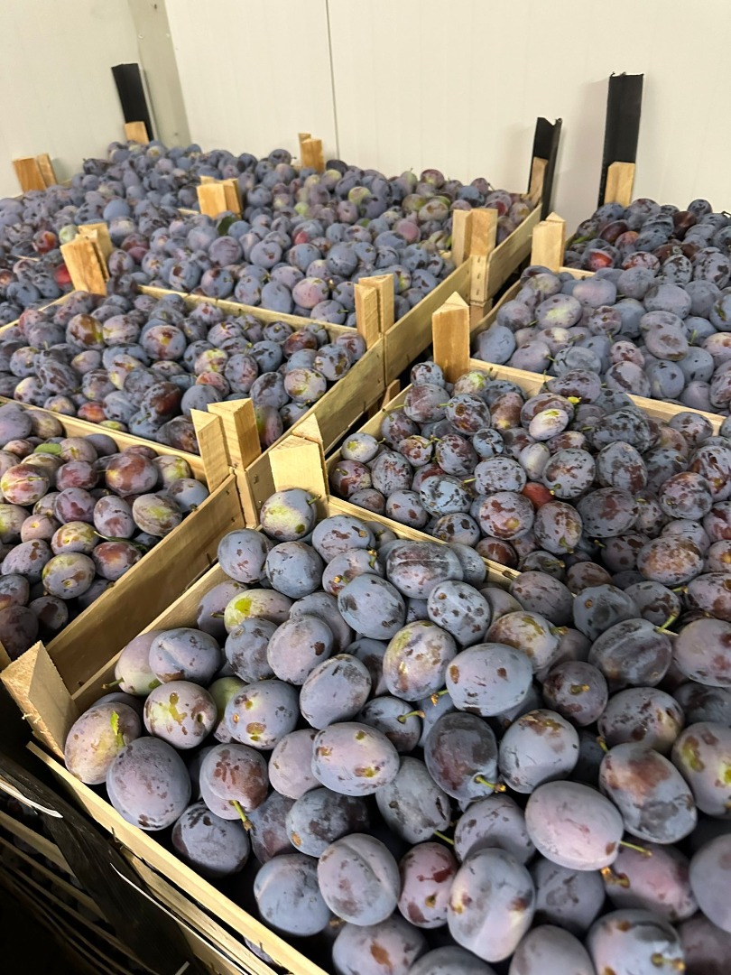 Romanian company sell Plums origin Republic of Moldova with all certificates Price 0.80 eurocents per Kg delivered in Poland