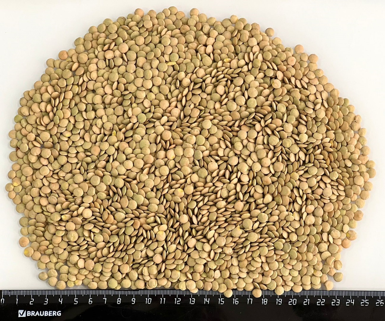 Our company Ingran BV specializes in trading the highest quality oilseeds, cereals and legumes throughout Europe and is also certified by FCA (Alliance of Feed