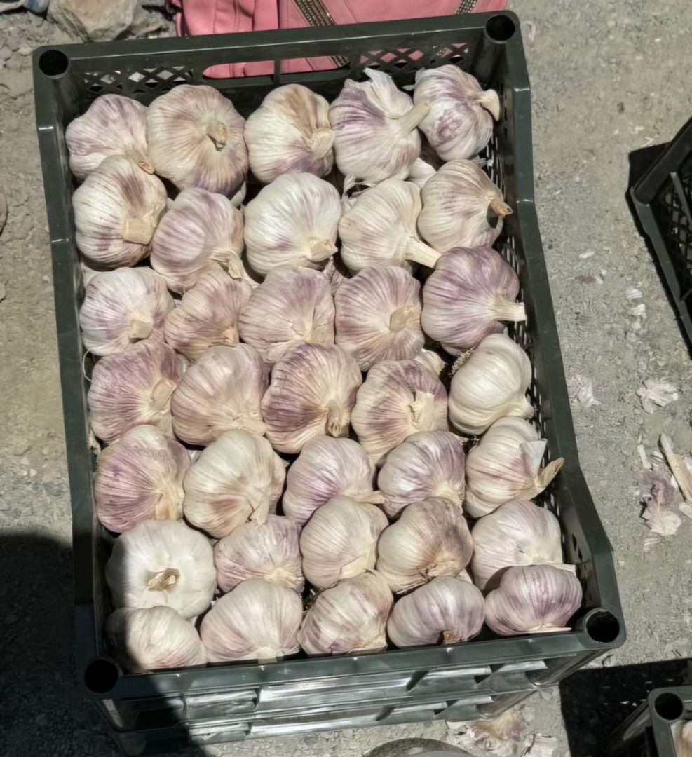 Quality Category: Grade I Size: 60-90 mm Variety: Turban Harvest: May 2024 Region: Andijan Region, Republic of Uzbekistan Packaging: Plastic boxes with