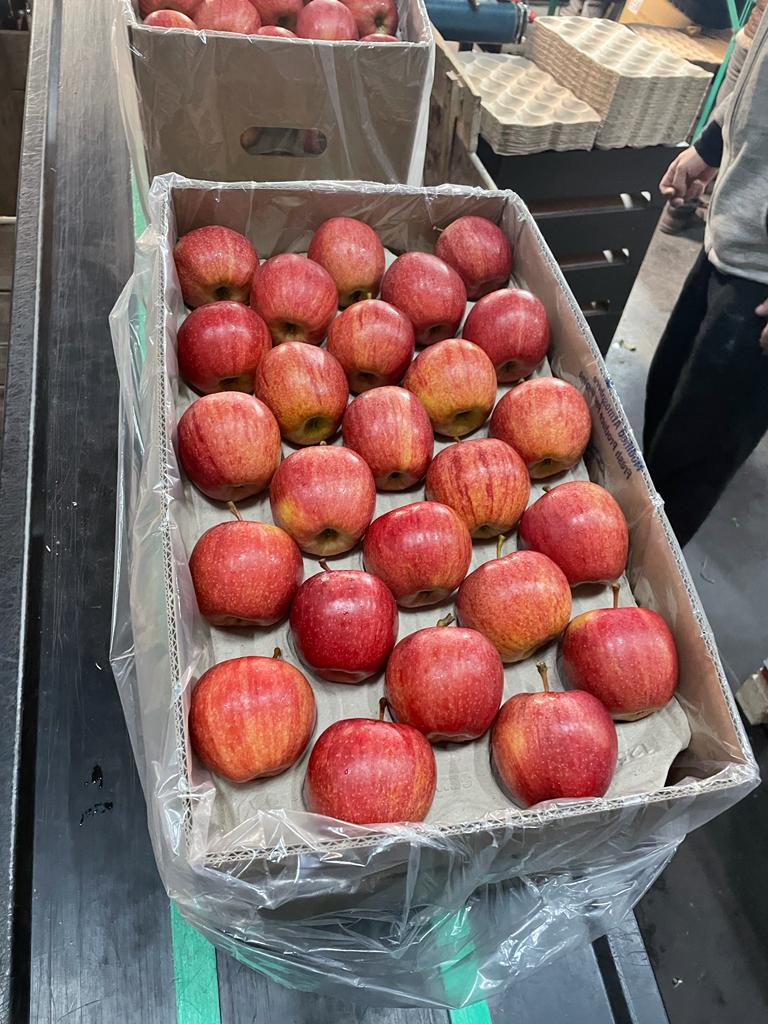 We are a company that exports apples from Poland, we invite you to cooperate with the new season 2024/2025