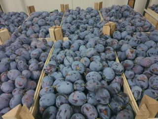 In large quantities of plums of different varieties Stanley