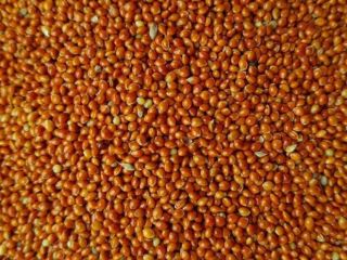 I will sell red millet intended for feed purposes,