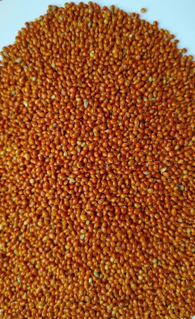 I will sell red millet intended for feed purposes, ideal for birds
