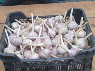 Harnaś garlic for sale, price: PLN 0.50-1 per piece
