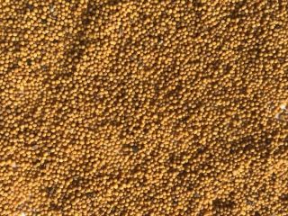 Brassica juncea; Semi di senape orientale e altre varietà