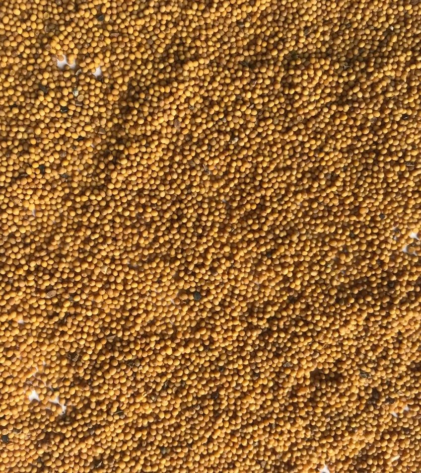 Brassica Juncea; Oriental Mustard Seeds and other species Sell Mustard Seeds, in BigBags, Minimum order quantity 22 tons