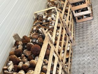 The harvest season has begun. Ecological product. We can
