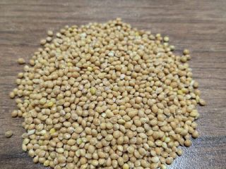 Sell quality Ukrainian millet, 300 tons