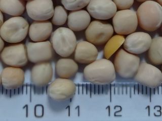 there is available new crop of yellow peas, packaging