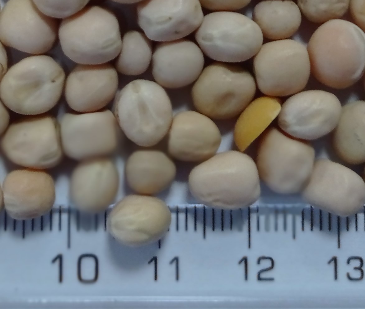 there is available new crop of yellow peas, packaging and terms of delivery upon request