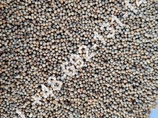 Sale of grain coriander Purity - 99.20% The price