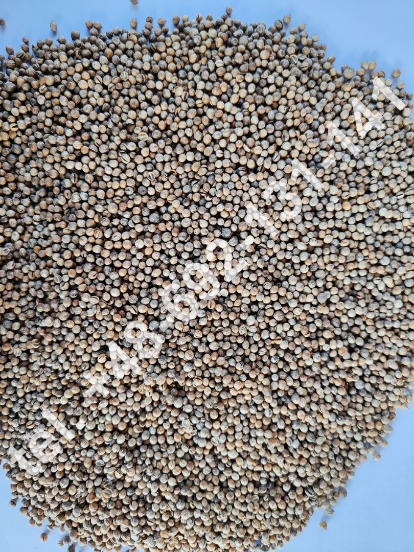 Sale of grain coriander Purity - 99.20% The price includes transport from Białystok to Łódź