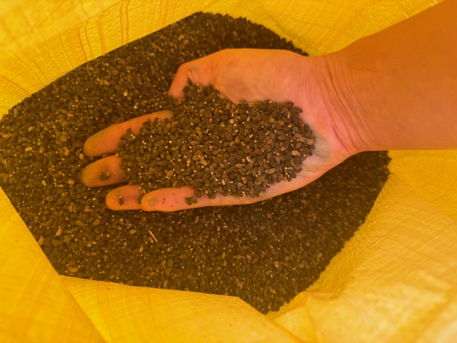 I will sell borage seeds / borage