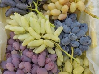 fresh grapes all type export from Uzbekistan with fly
